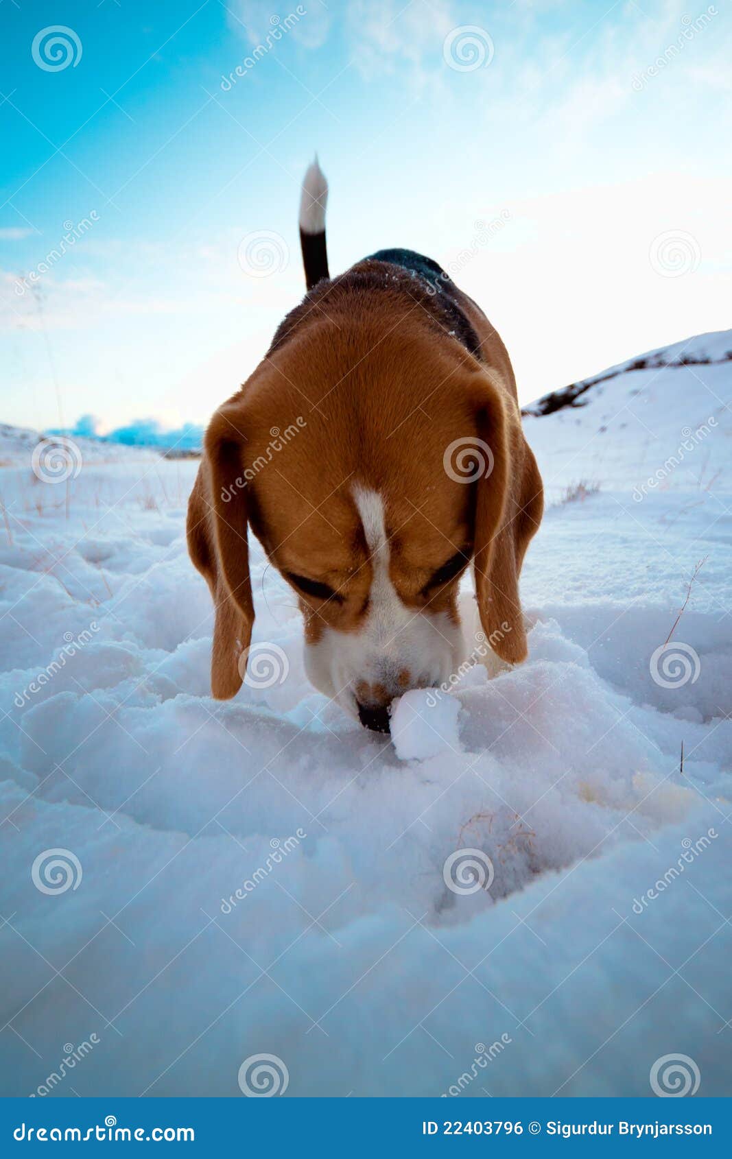 A Beagle dog in snow. stock photo. Image of sunny, snow 22403796