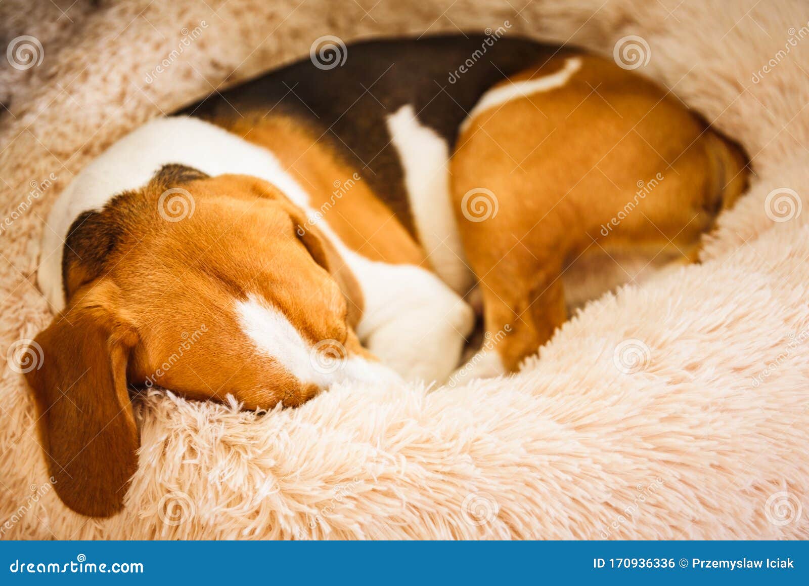 beagle dog tired sleeps on a fluffy dog bed curled. pet in home concept