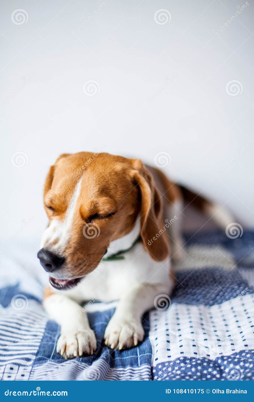 beagle dog on white background at home on bed. beagle sneezes