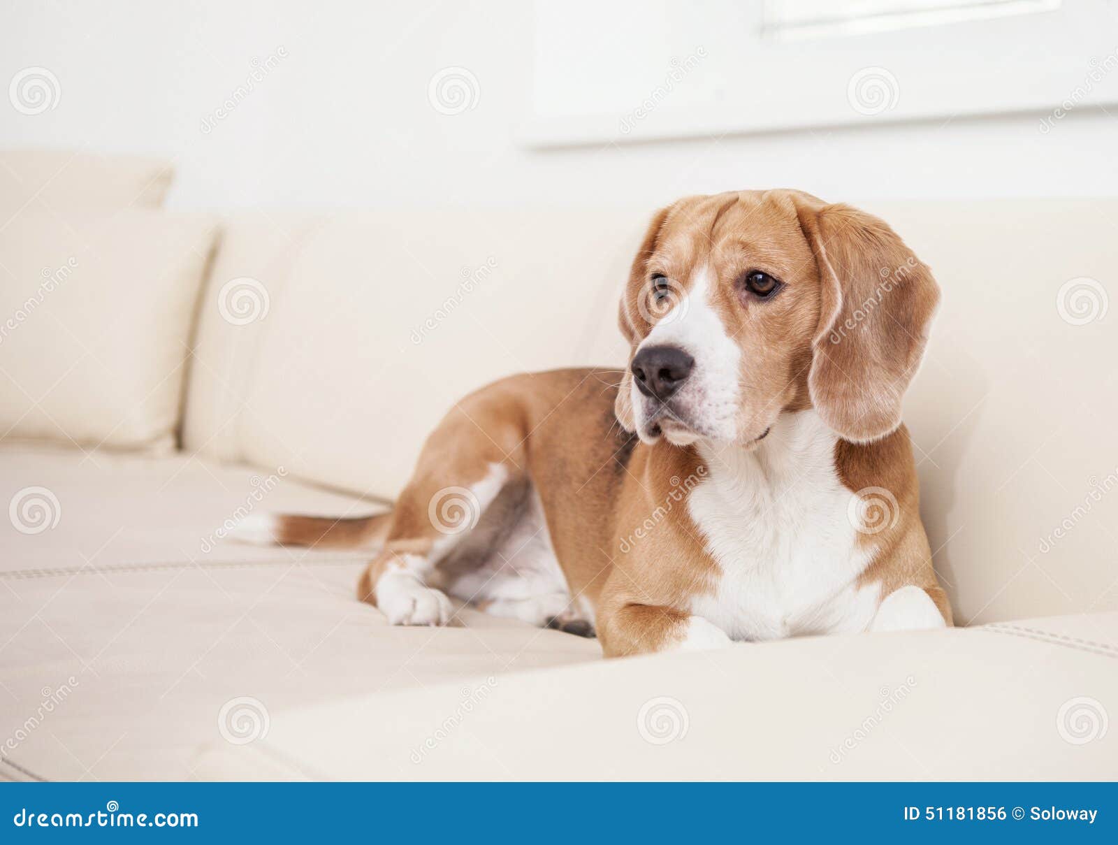 Beagle Dog on the White Leather Sofa Stock Photo Image of home