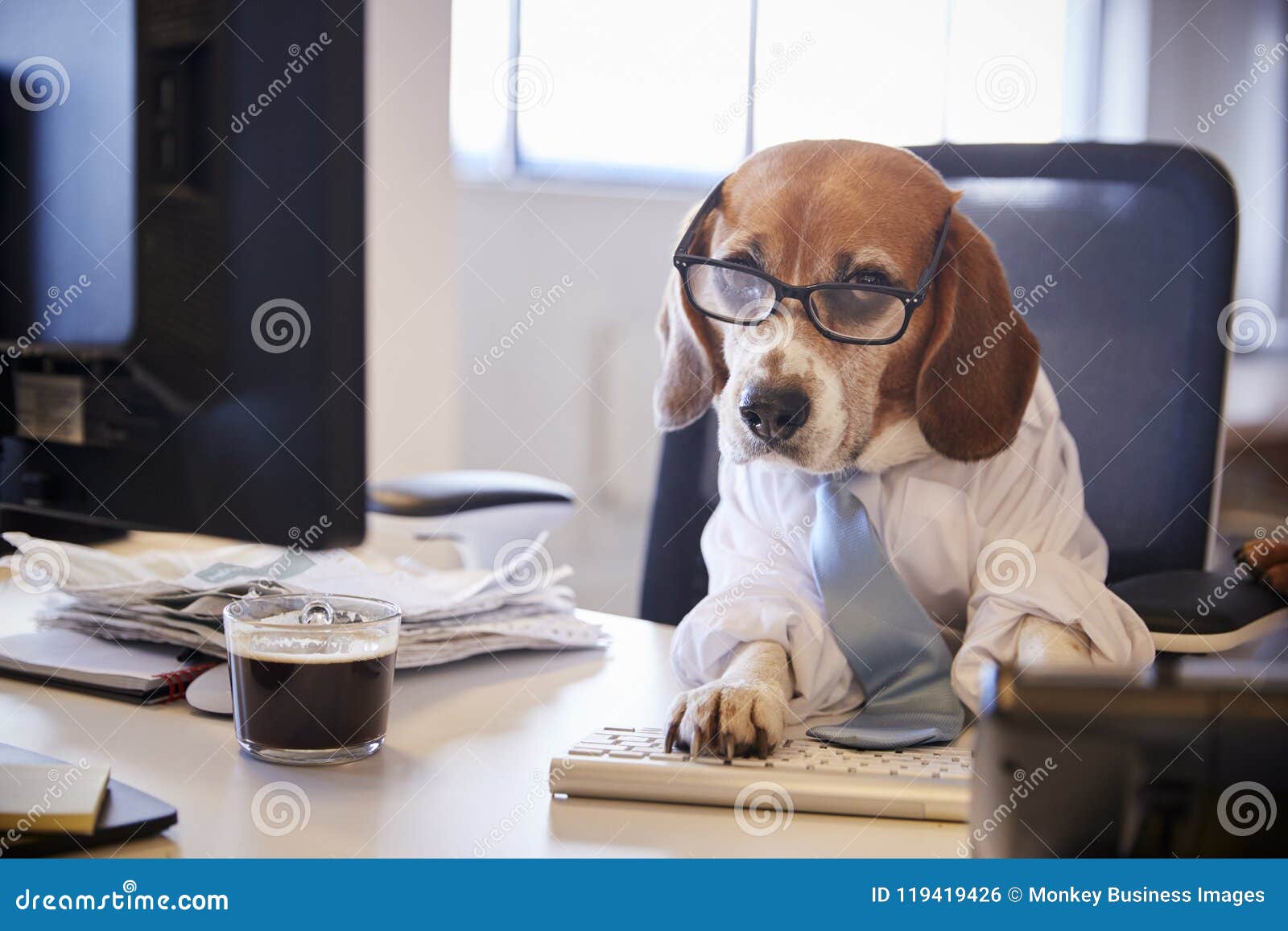 Beagle Dressed As Businessman Works At Desk On Computer Stock