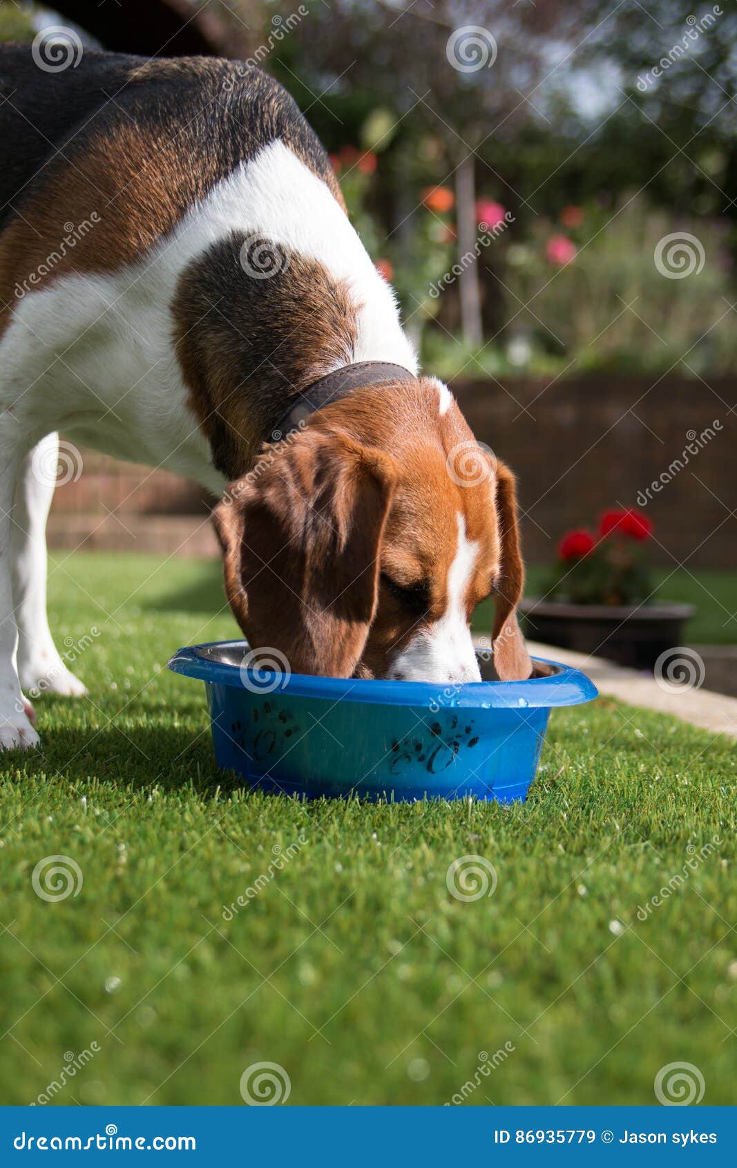 Beagle drinking from bowl stock image. Image of playing 86935779