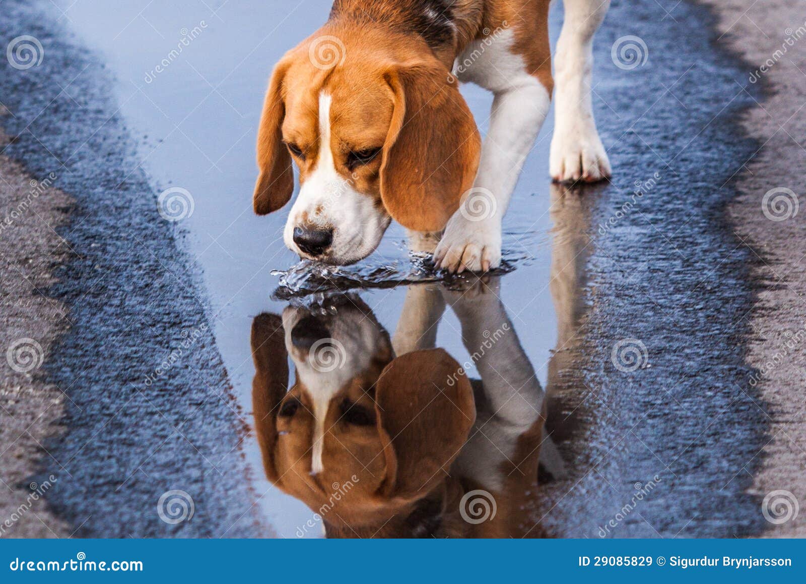 beagle drinking from a puddle