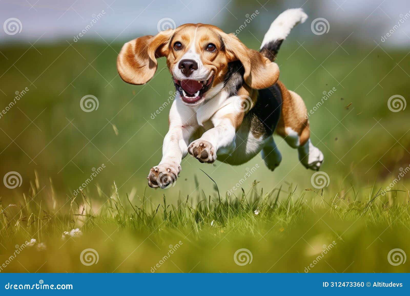 beagle with ears flopping midrun, mouth open happily
