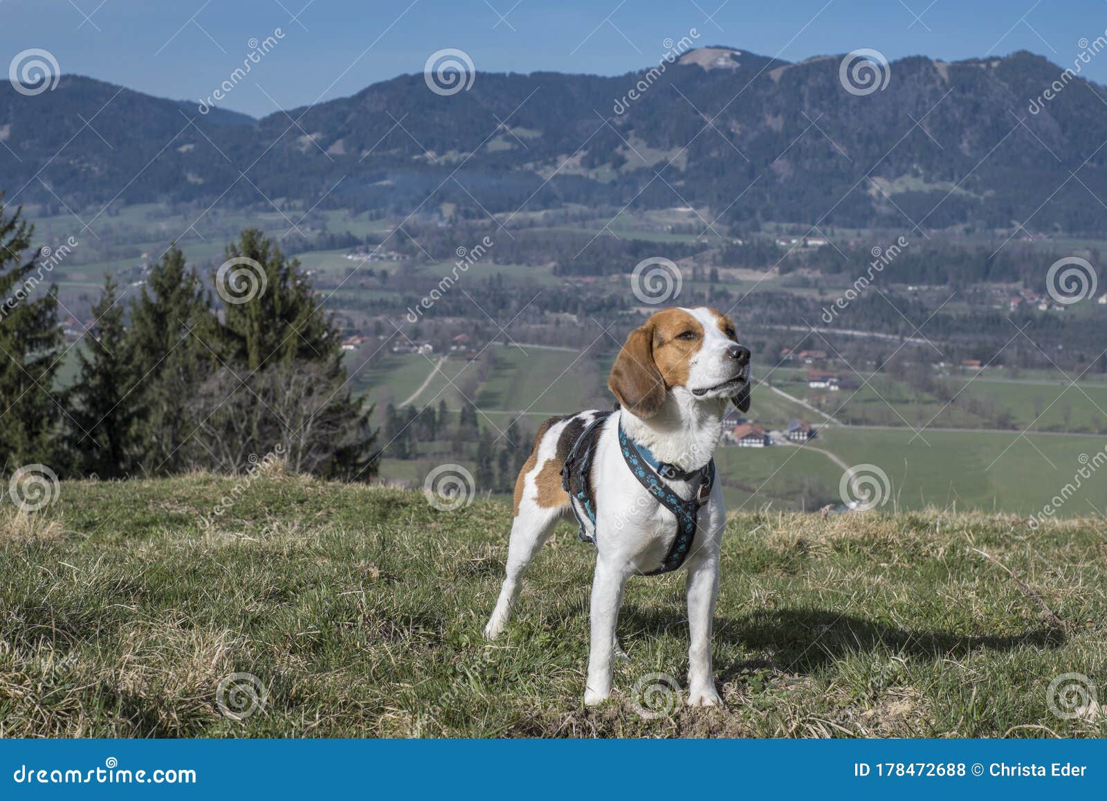 beagle explored the trail in gaissach