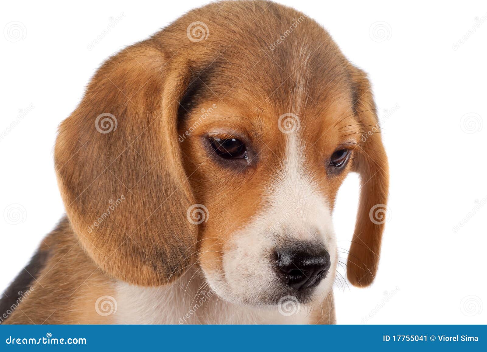 Beagle face stock image. Image of mammal, domestic, terrier 17755041