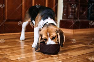 Beagle Feeding Beagle Puppy Eating Dog Dry Food From A Bowl At Home Stock Image Image Of Beagle Feeding Beagle Puppy Eating Dog Dry Food From A Bowl At Home Stock Image Image Of