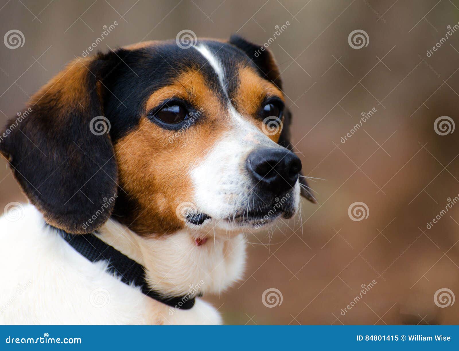 Beagle Fox Terrier Mixed Breed Hunting Dog Stock Image Image Of