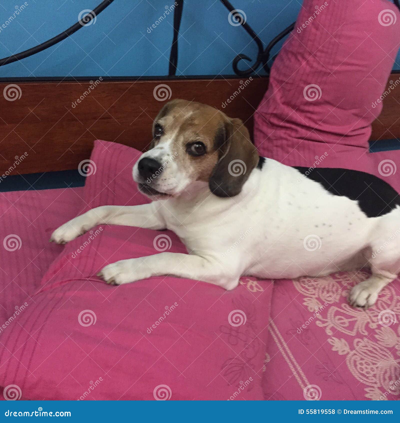 Beagle stock photo. Image of friendly, beagle, dubai 55819558