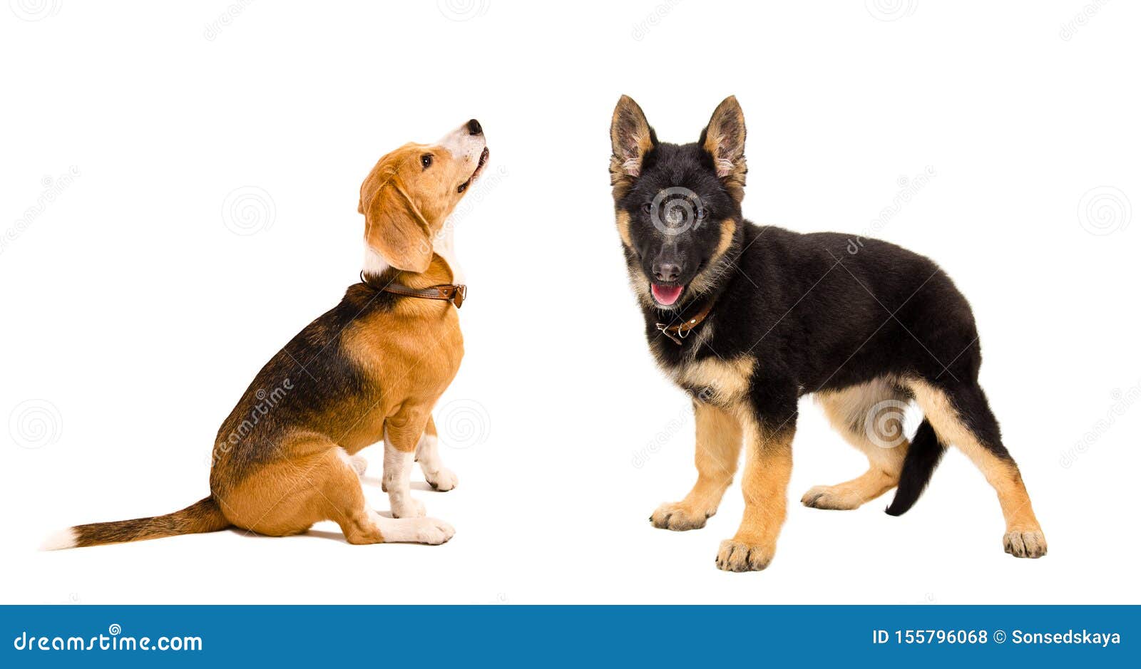 German shepherd hotsell beagle puppy
