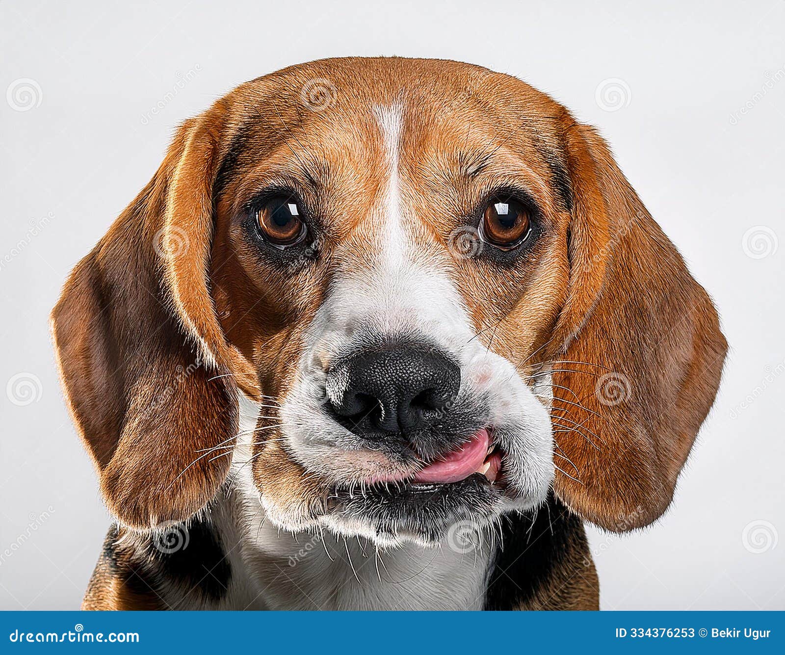 beagle grimaces, on a white background