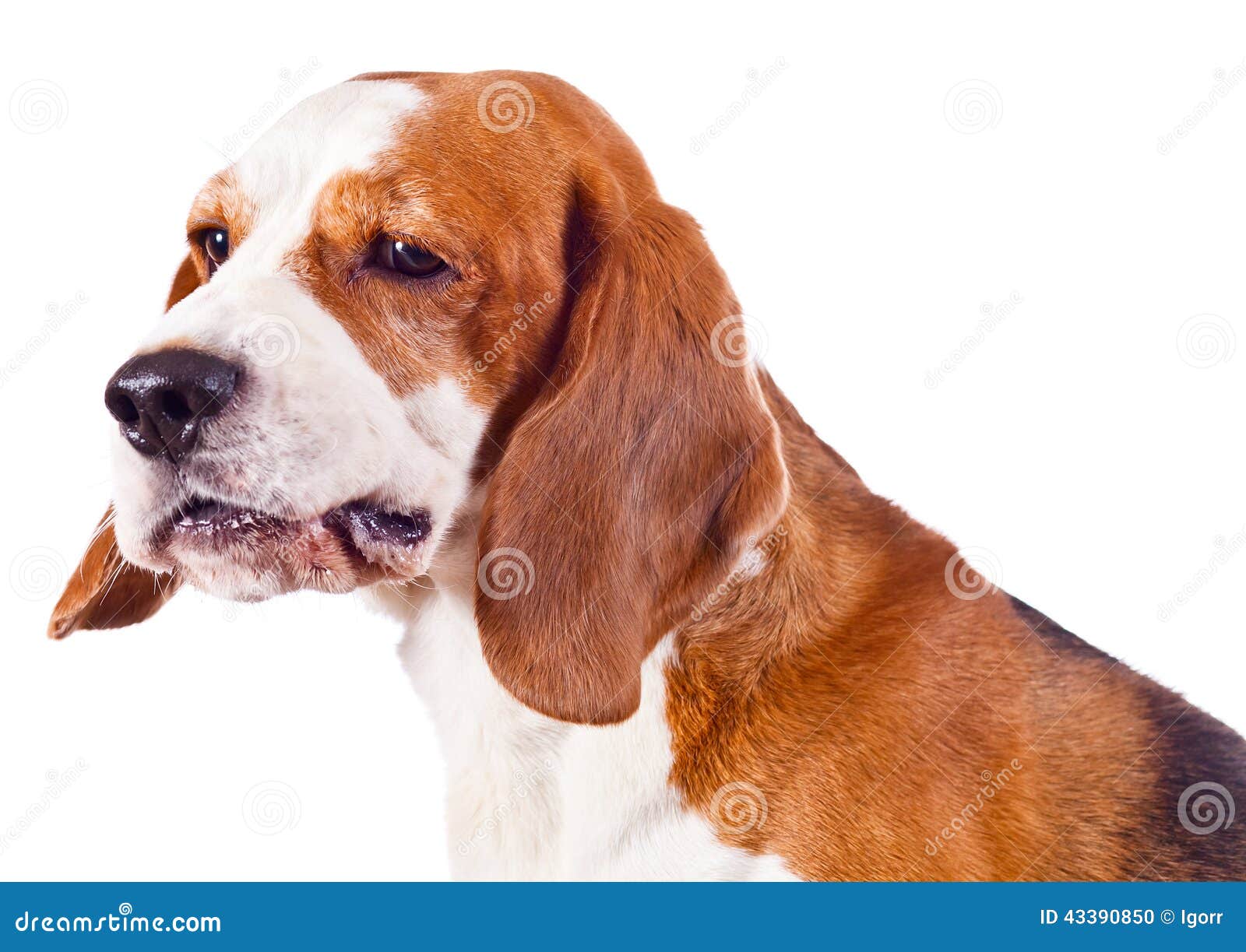 Beagle head on white. Beagle head isolated on white background