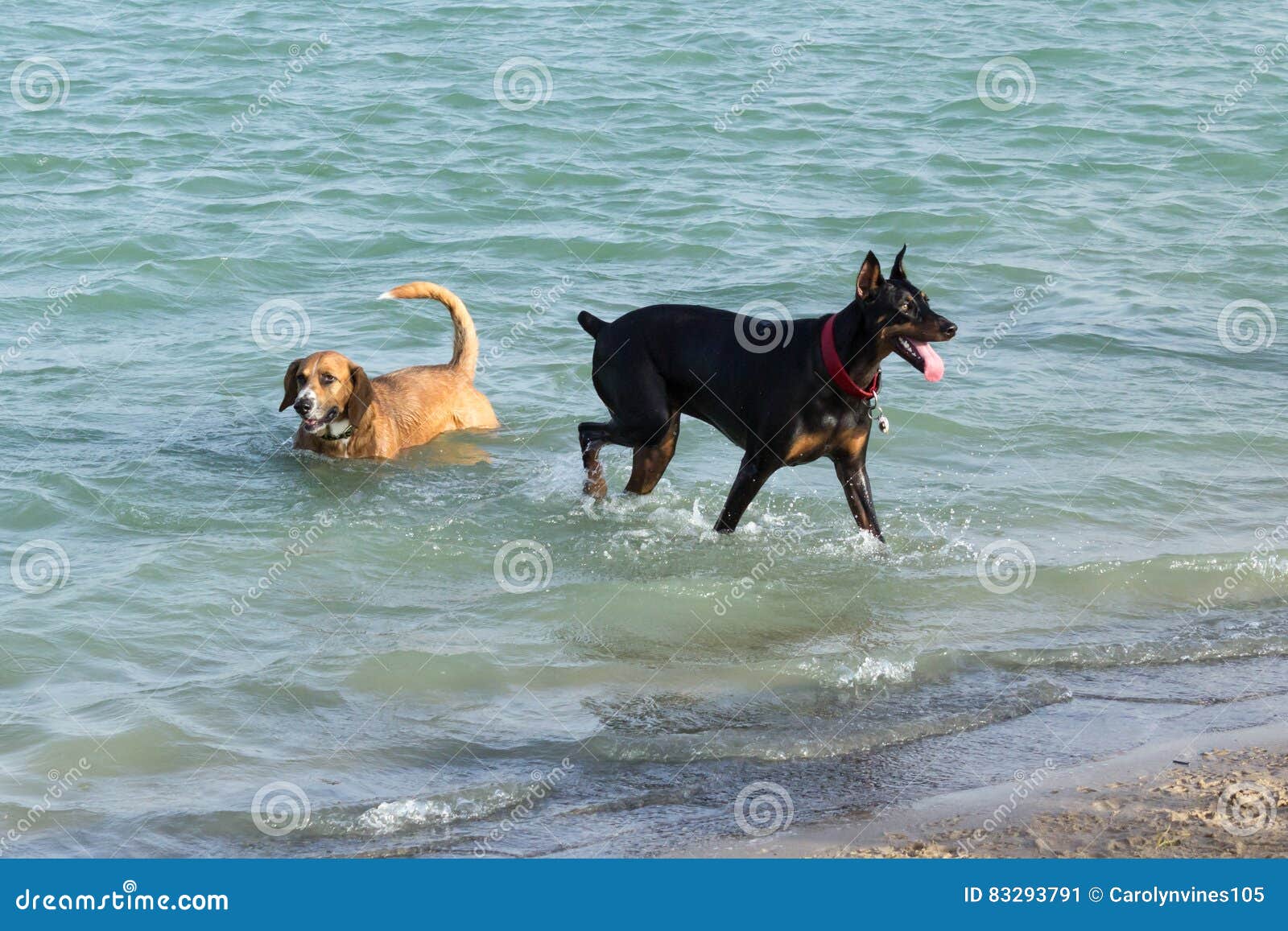 doberman pinscher beagle mix