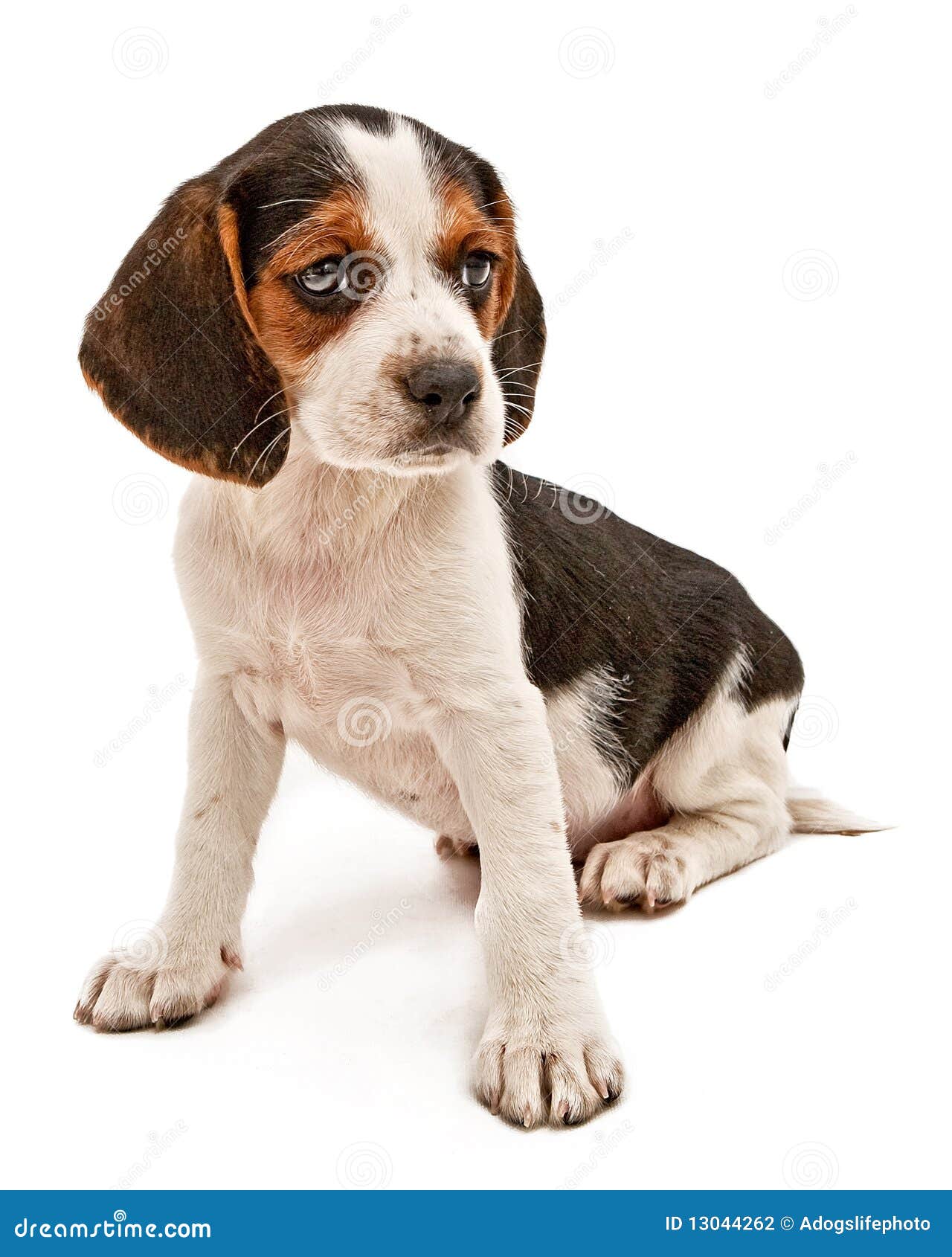 Beagle Mix Puppy stock photo. Image of studio, droopy 13044262