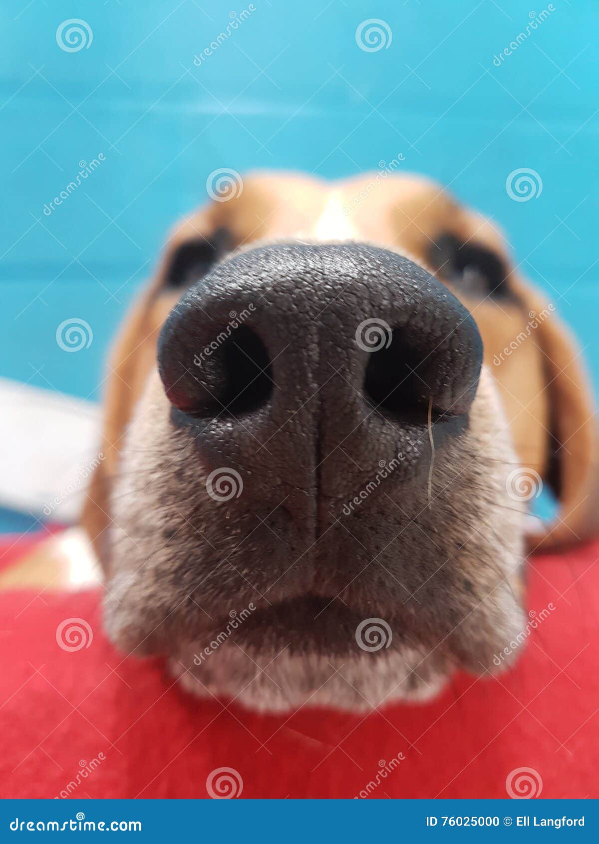 beagle nose