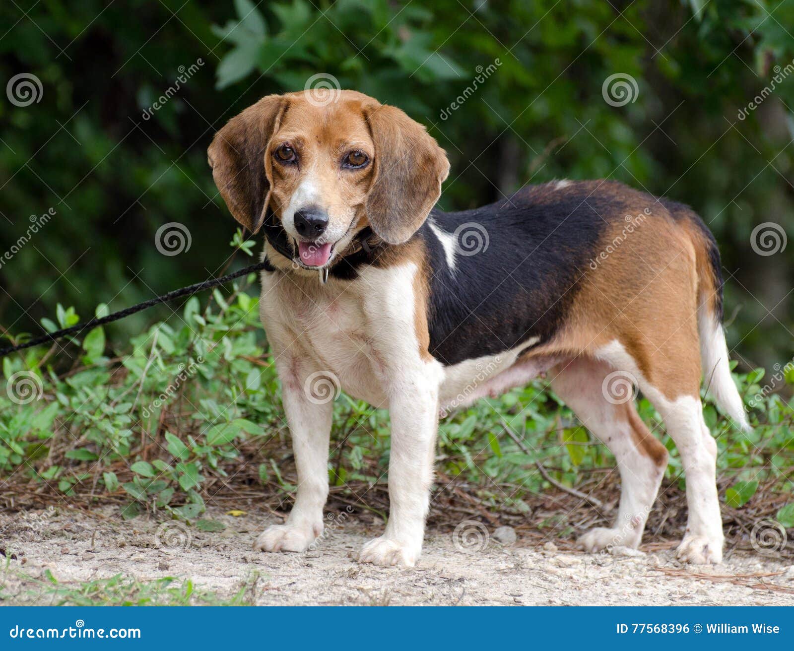 beagle adoption