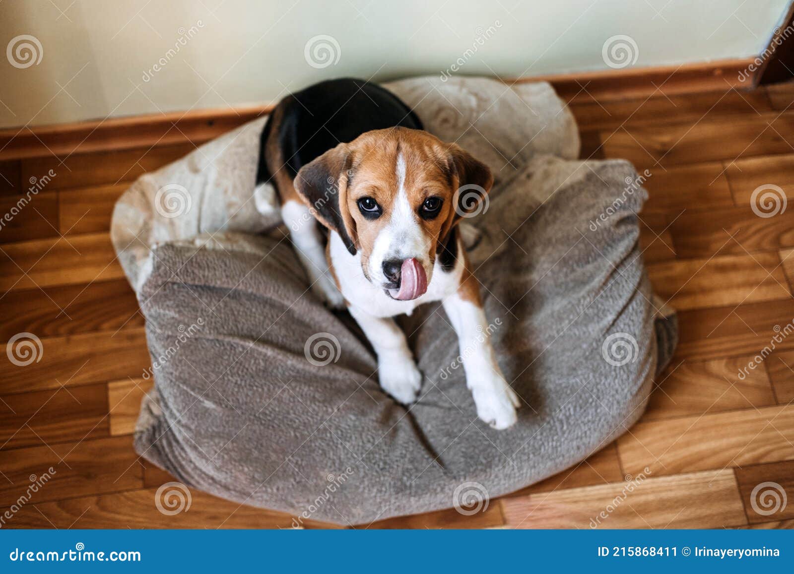 what is the personality of a beagle dog