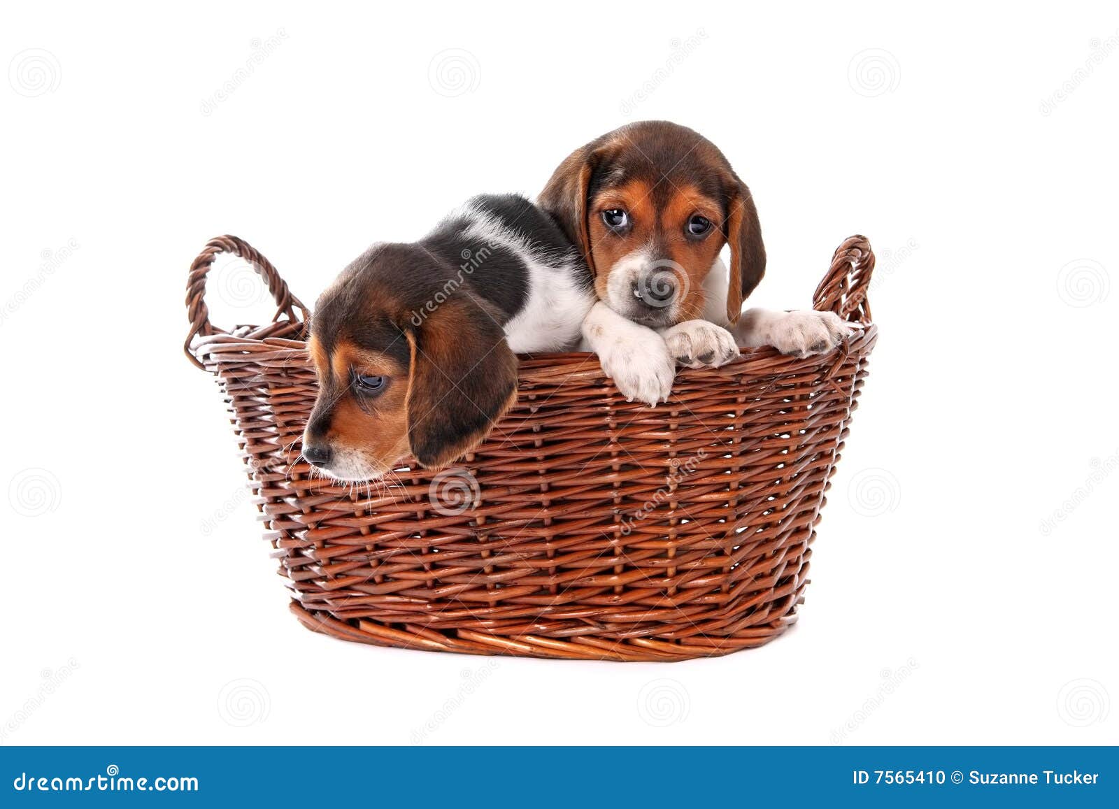 Beagle Puppies In A Basket Stock Photo Image 7565410