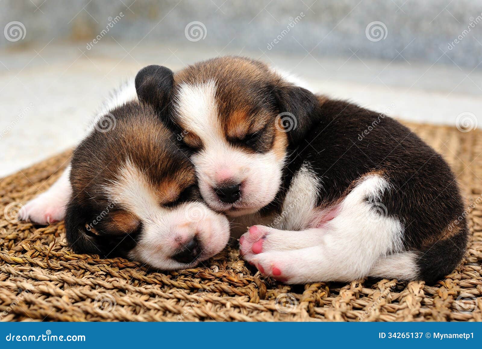 beagle puppies sleeping