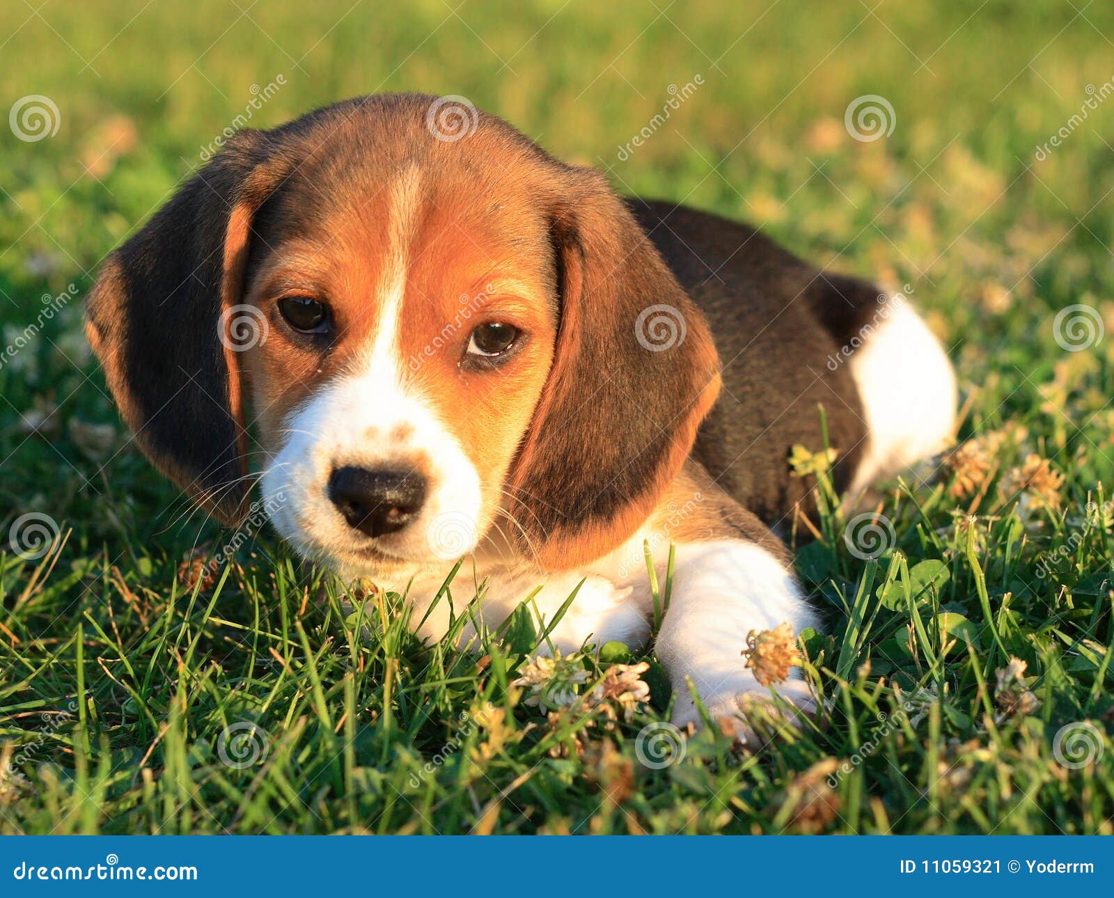 beagle puppy