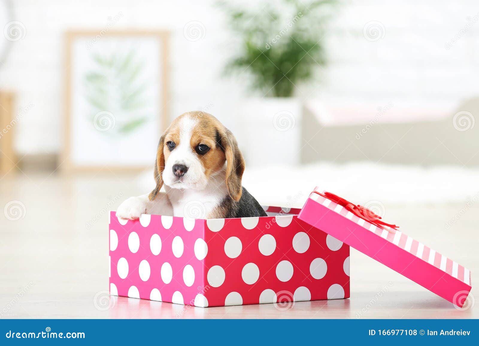 beagle dog box