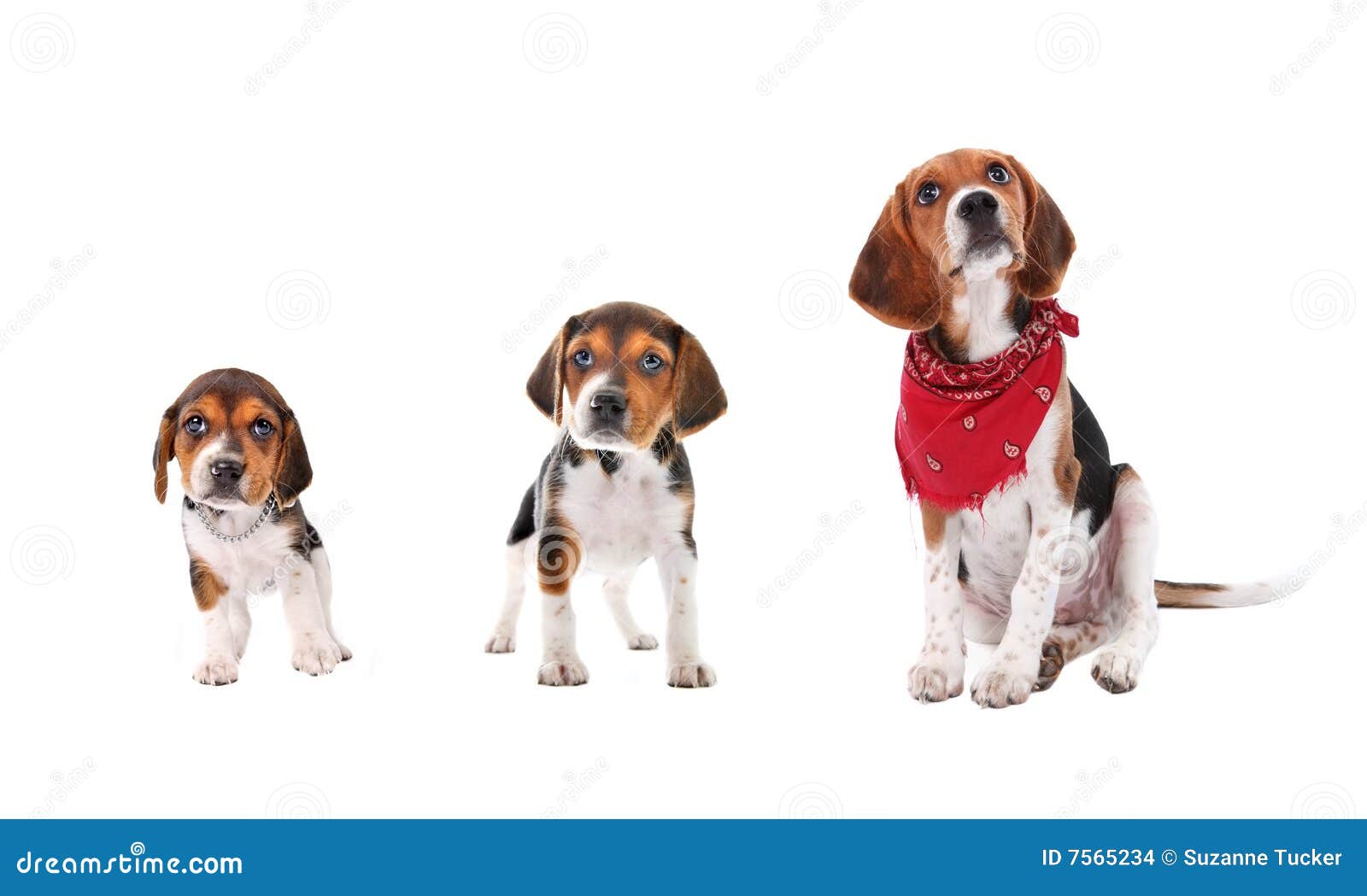 Beagle puppy growth stages stock photo. Image of pedigree