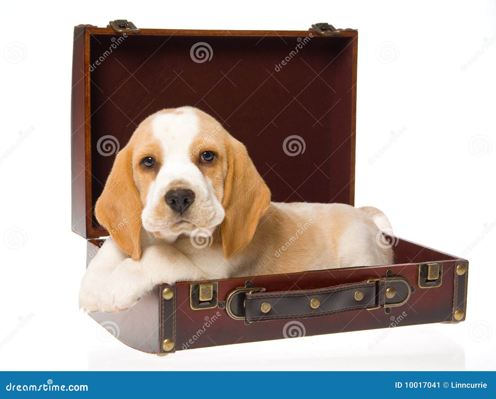 Beagle Puppy Lying In Brown Suitcase Stock Image - Image: 10017041