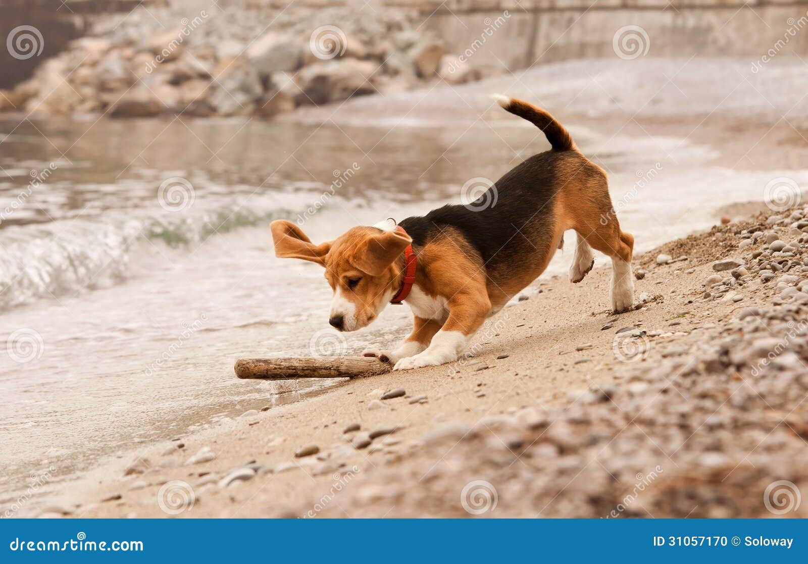 Beagle Puppy Playing with the Stick Stock Photo Image of happy