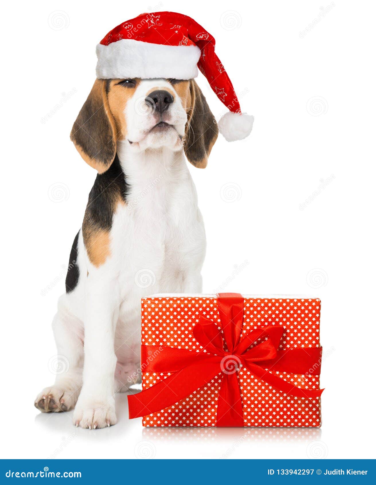 christmas beagle