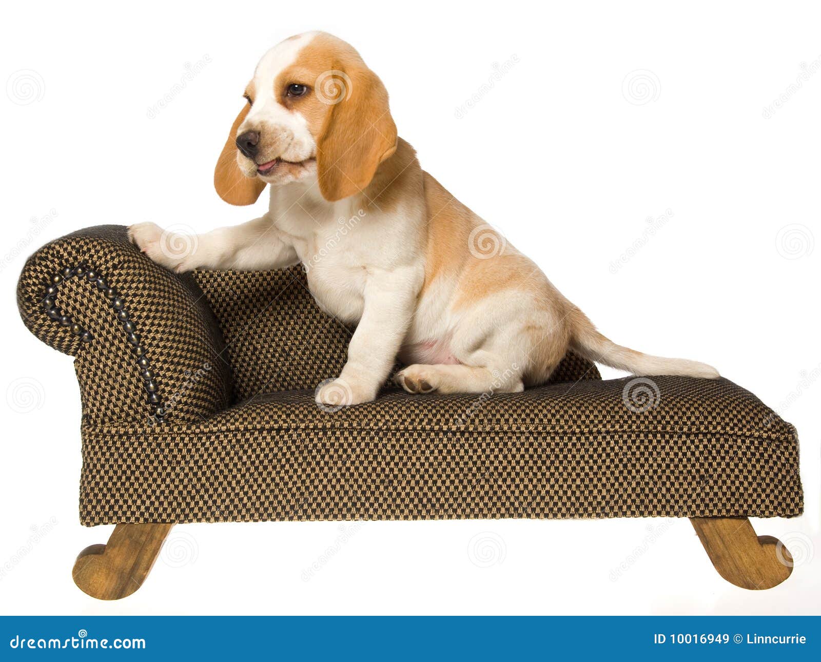 mini dog couch