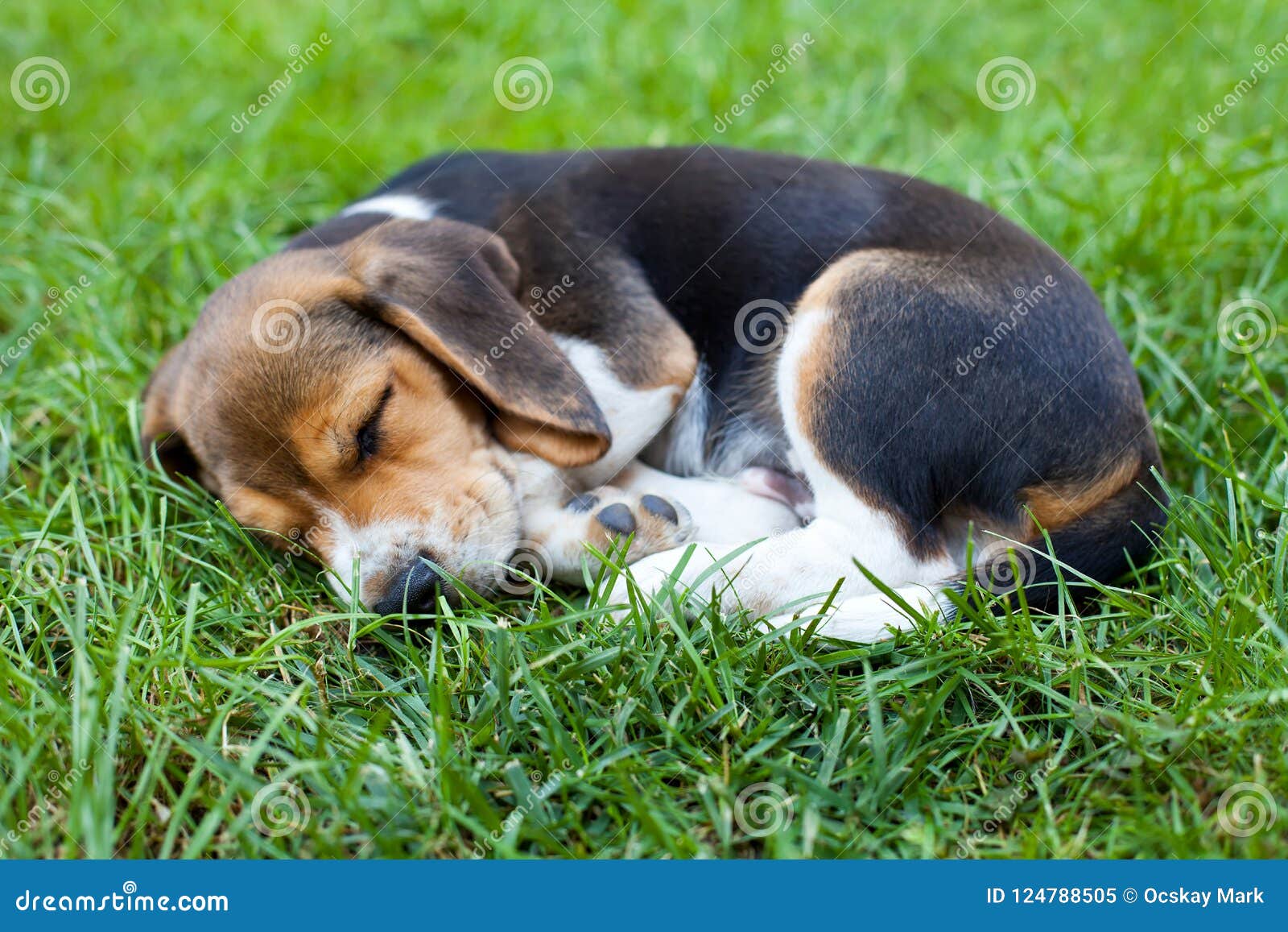 happy beagle puppy