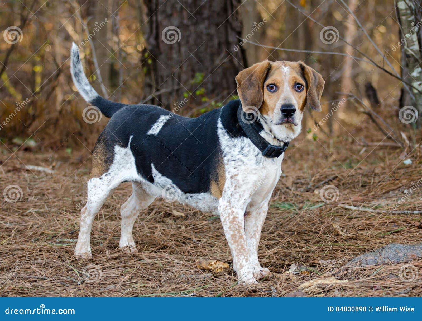 blue tick beagle