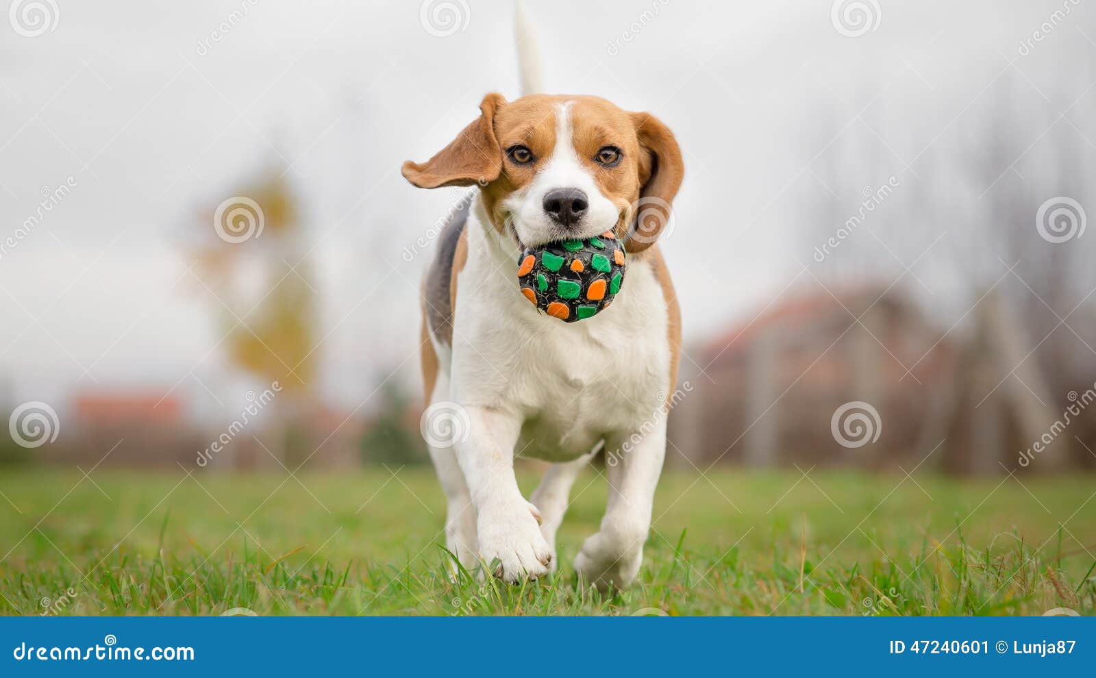 Beagle running with ball stock image. Image of green 47240601