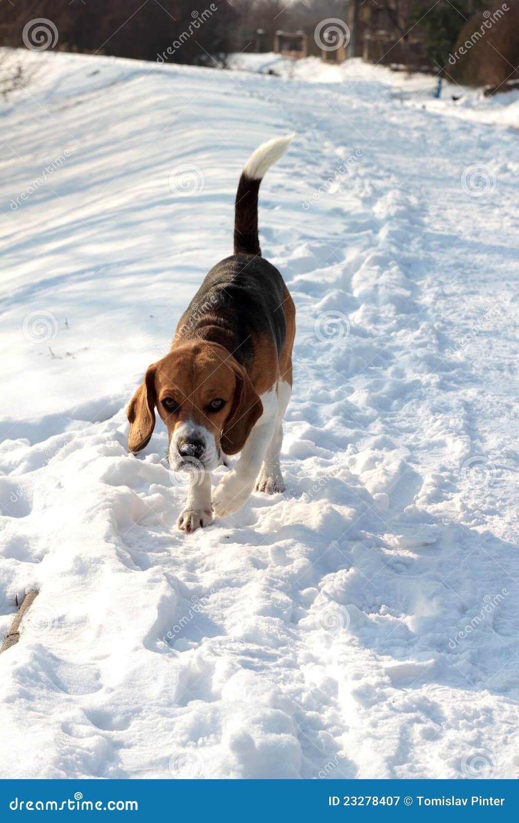 Beagle in snow stock image. Image of canine, cold, nose 23278407
