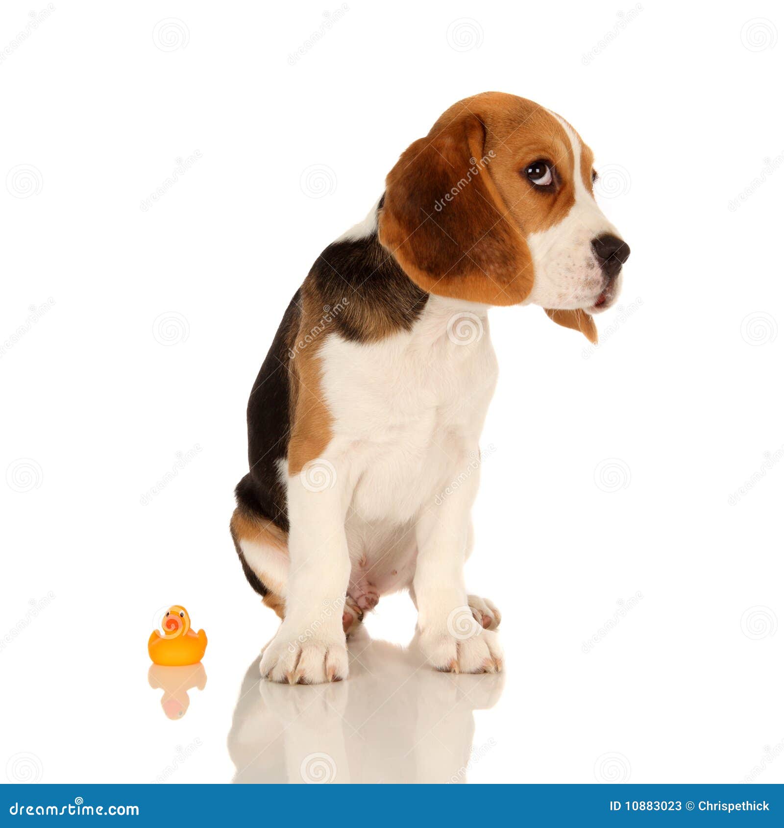 Beagle szczeniak. 10 beagle kaczki następna stara portreta szczeniaka guma siedział tydzień