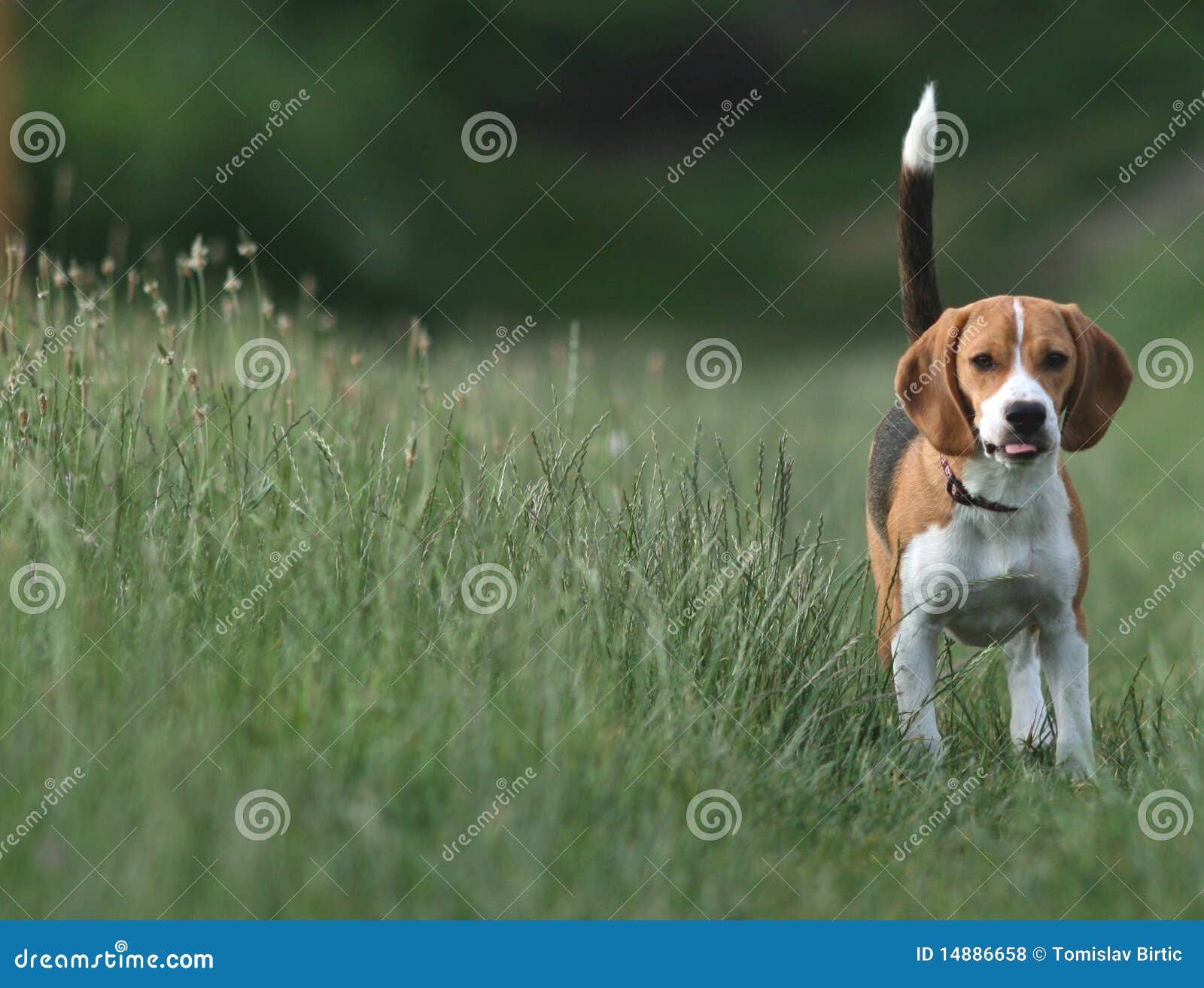 beagle / tail highly risen