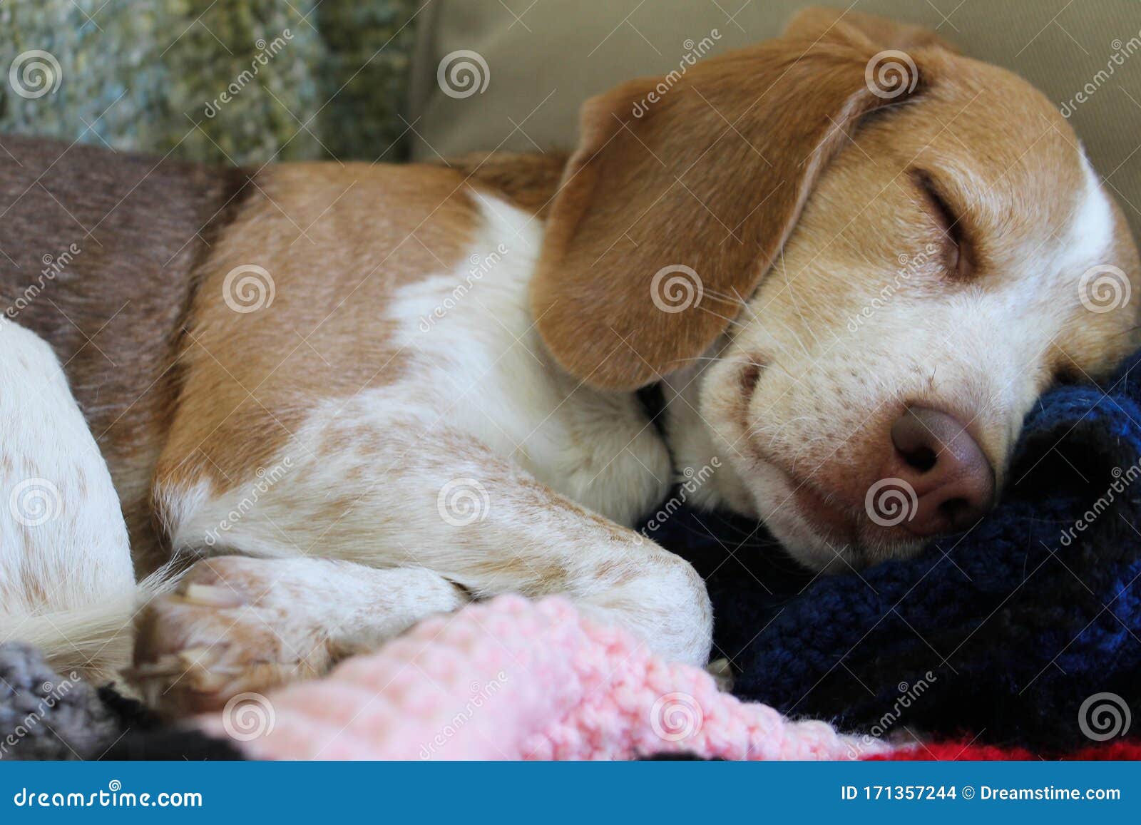 beagle taking a nap