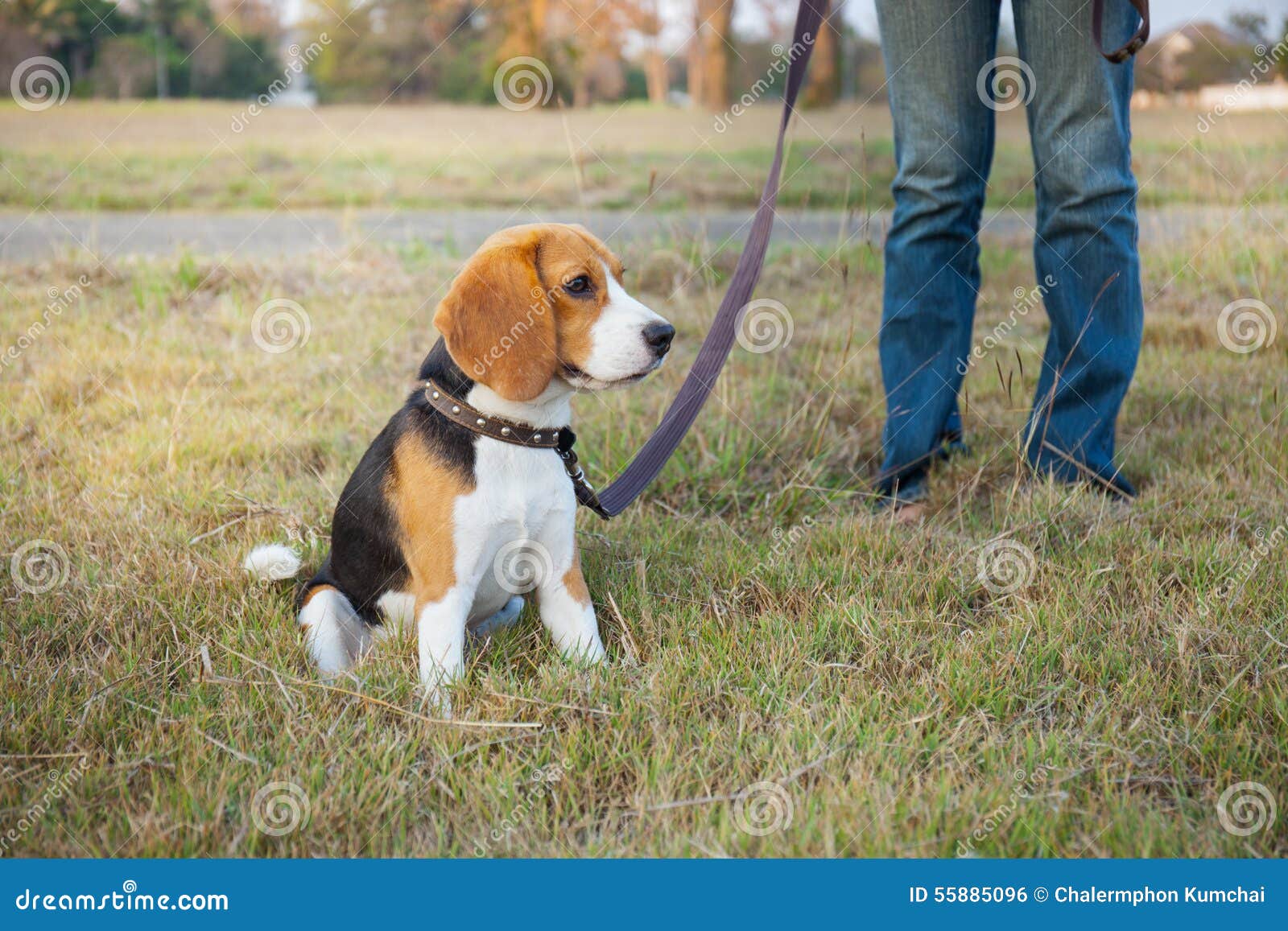 Beagle Walk on Long Lead at the Park Stock Photo Image of friend