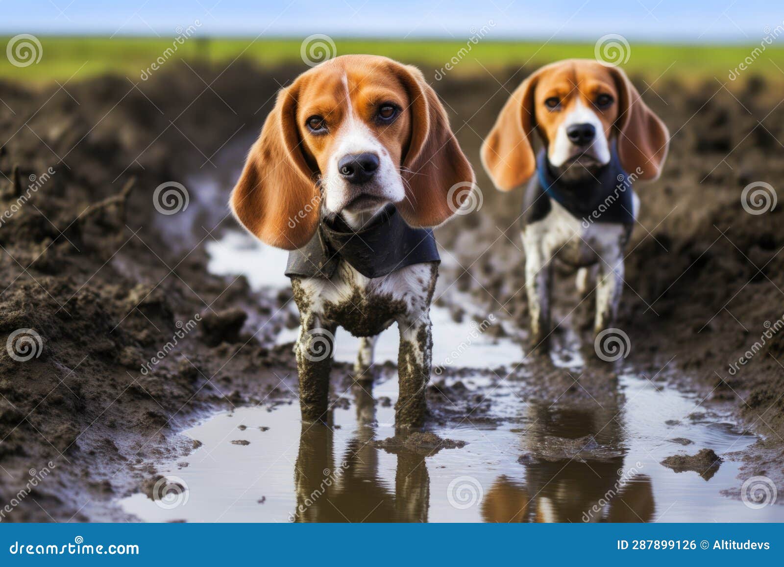 Beagles Paw Prints in Mud while Following Scent Stock Illustration