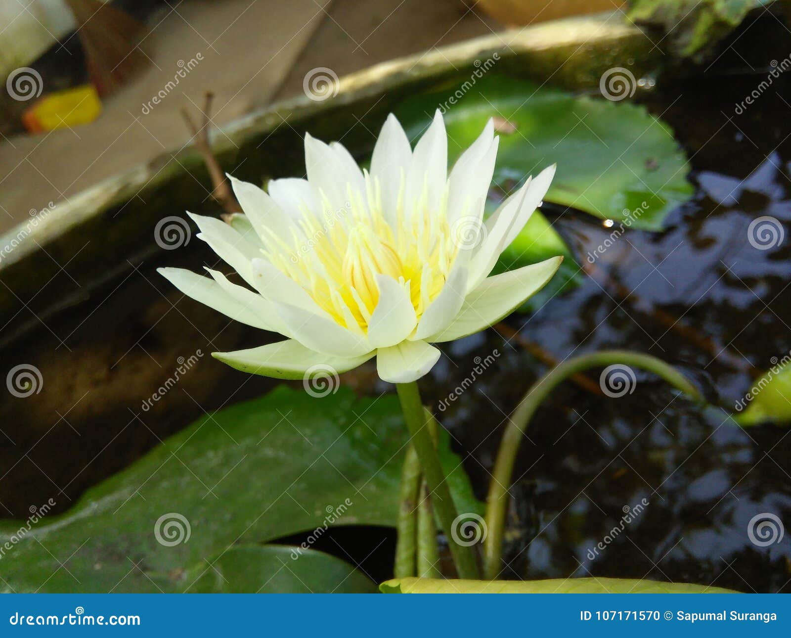 beaitiful white color lily folower of sri lankan
