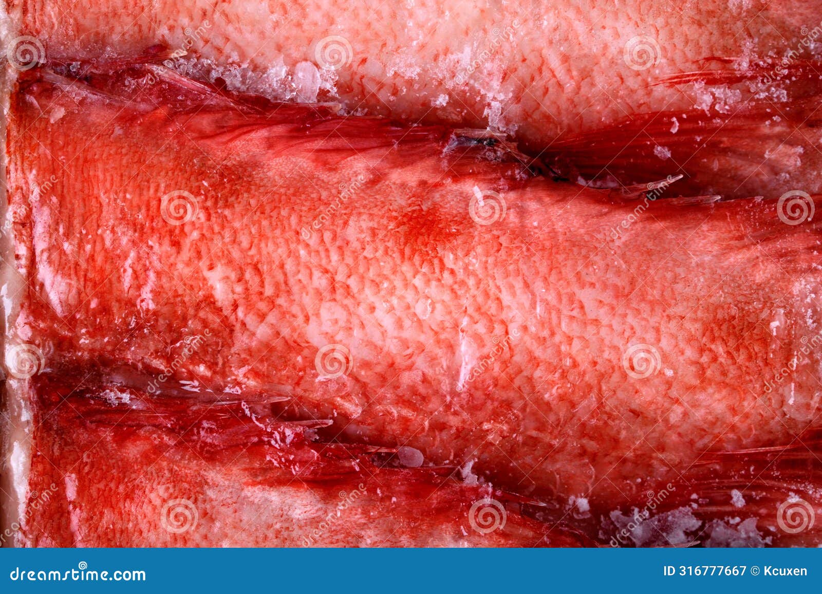 beaked redfish or sebastes mentella frozen in a row and seen up close.