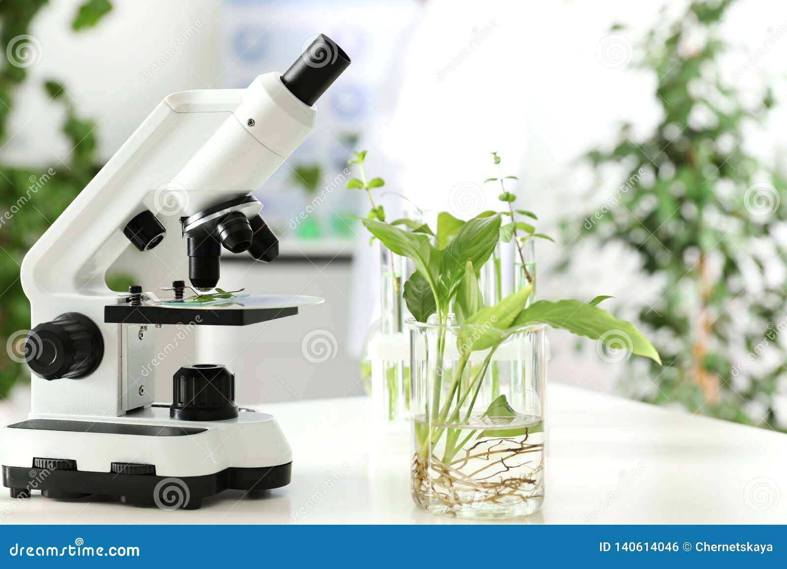 Beaker with Plant and Microscope on Table in Laboratory. Stock Photo