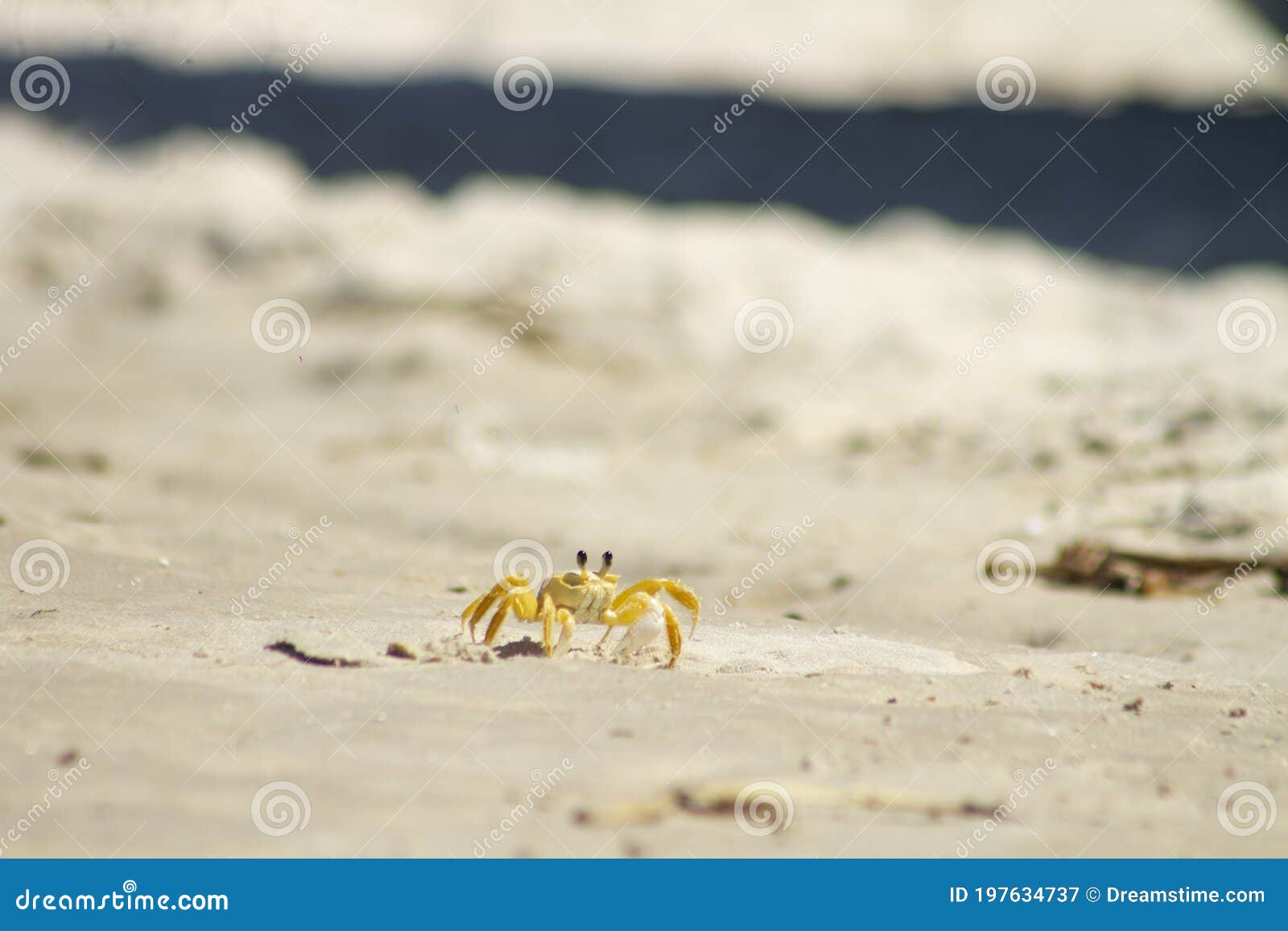 crab on the beach sand