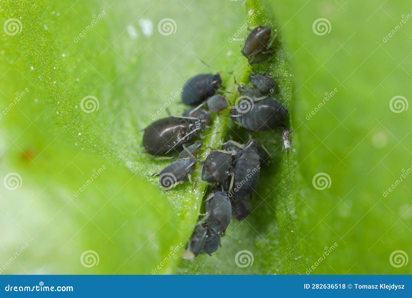 bean aphid or black bean aphids, aphis fabae. a colony of wingless individuals on a spinach leaf