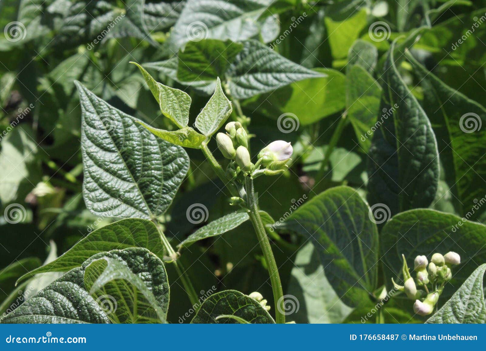 Bean Blossoms in the Garden Stock Image Image of garden, vegetables