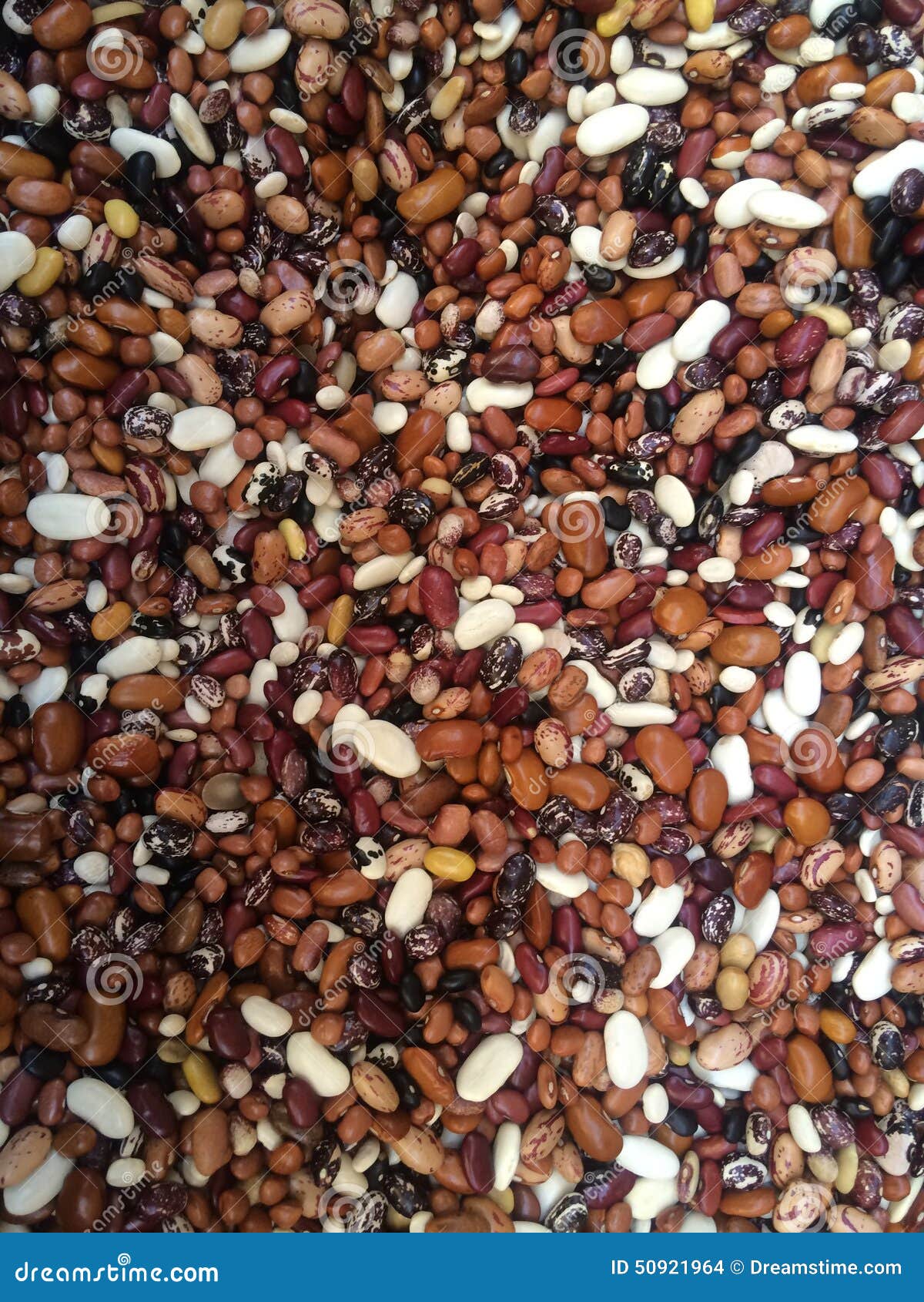 Bean Dreams stock photo. Image of dried, dreams, beans 50921964