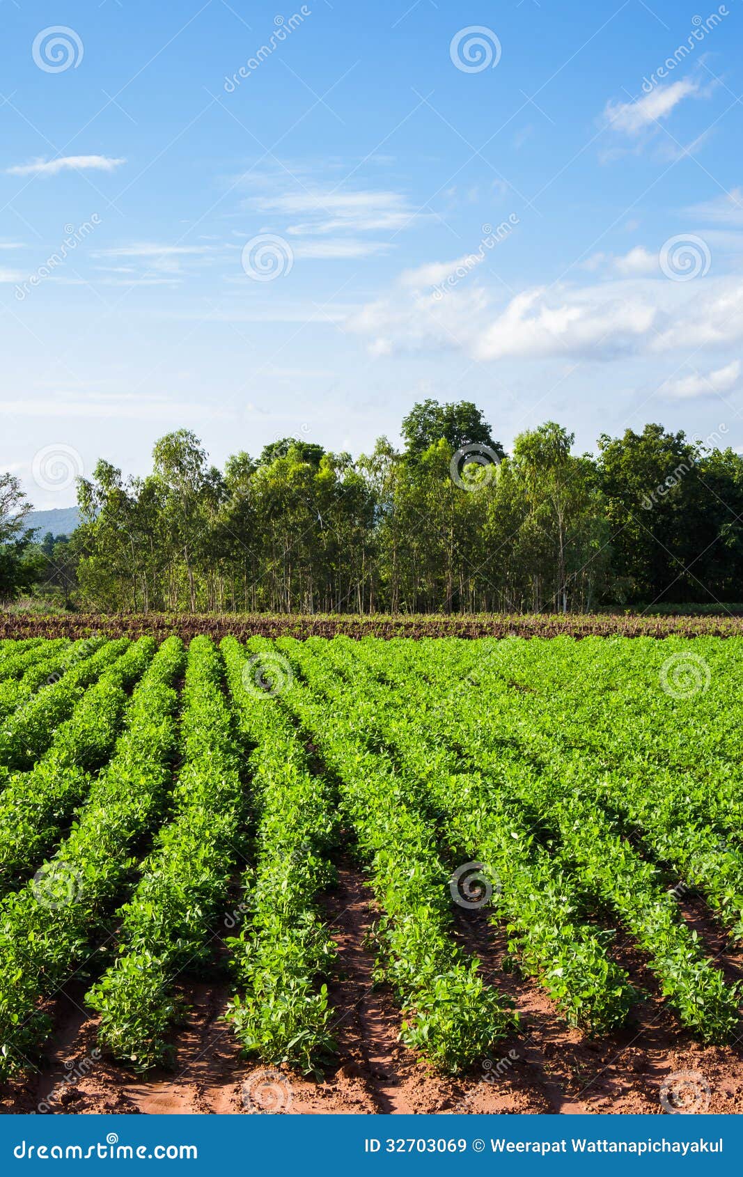 Bean farm stock image. Image of tree, food, farmland 32703069