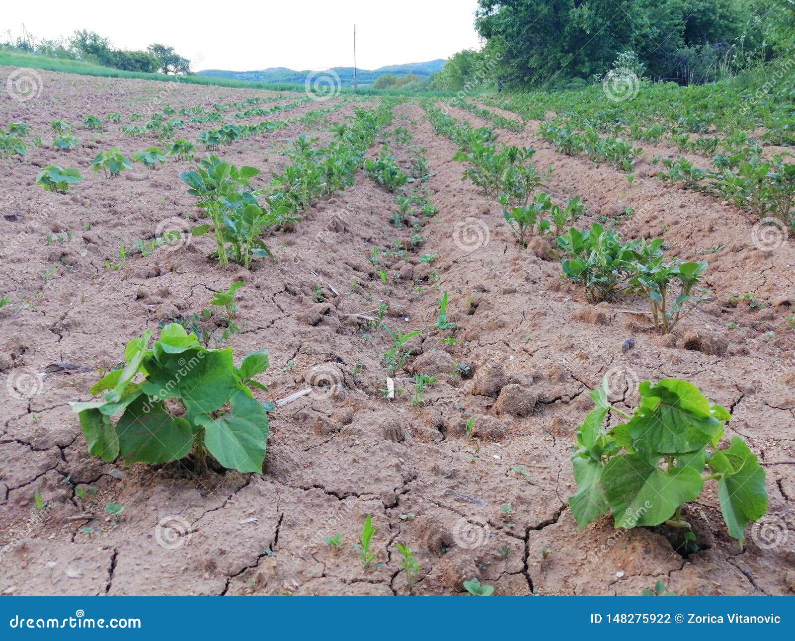 Bean field dry soil stock photo. Image of field, soil 148275922