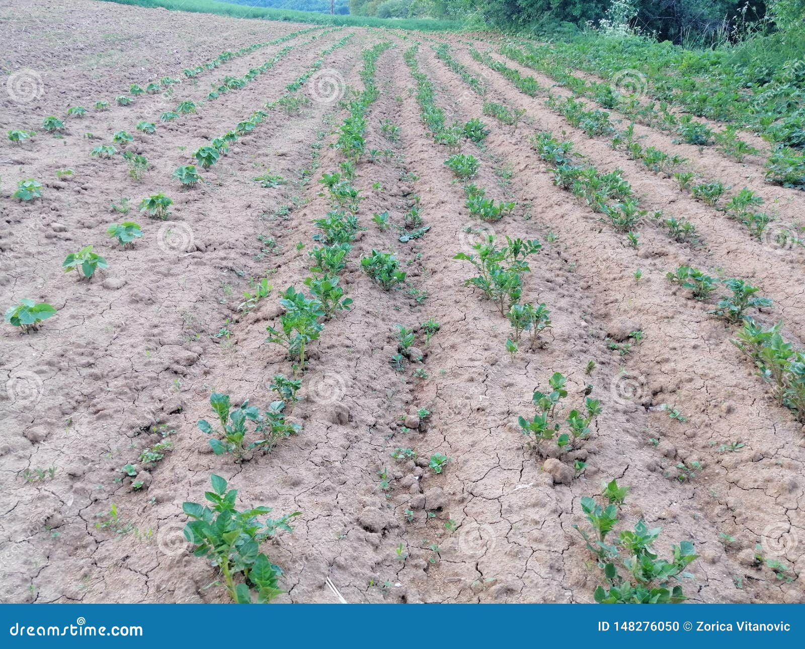 Bean field dry soil stock photo. Image of soil, field 148276050