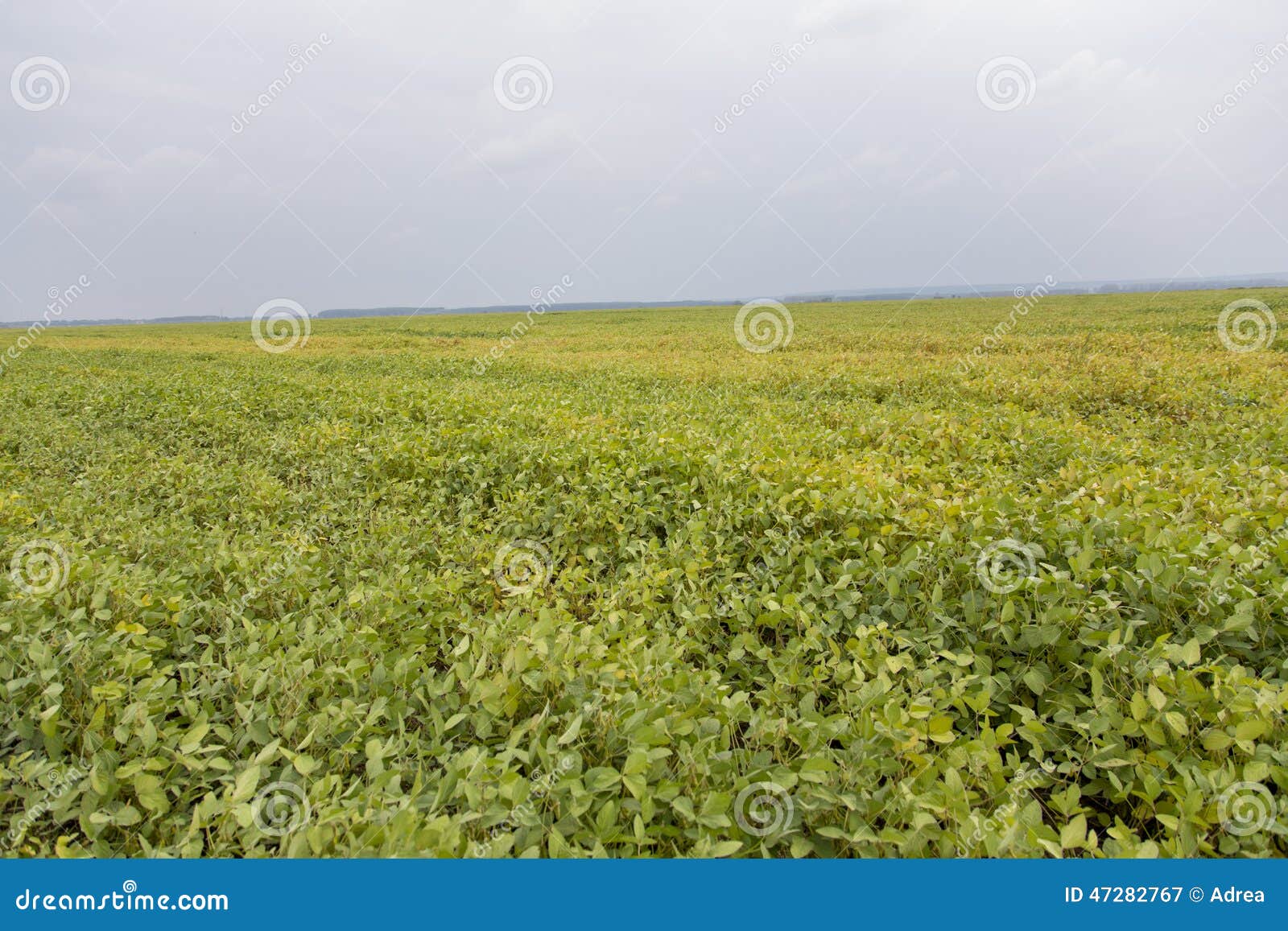 Beanfield almost Ready To Be Harvested Stock Image Image of